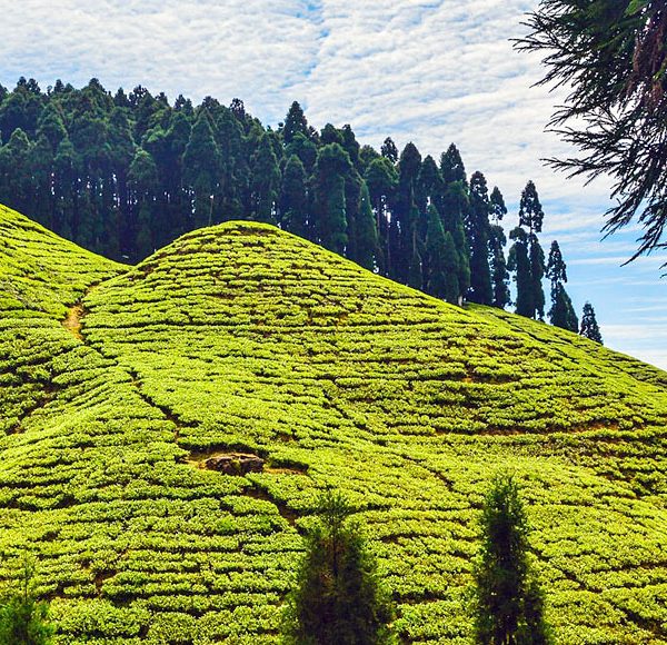 darjeeling tour packages