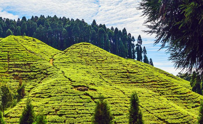 darjeeling tour packages