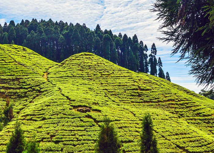 darjeeling tour packages