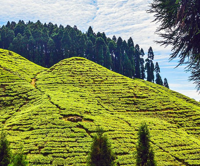 darjeeling tour packages