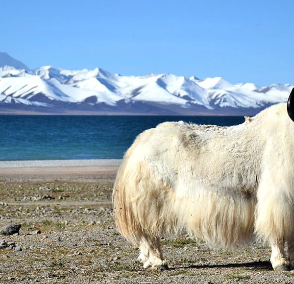 gangtok holiday packages