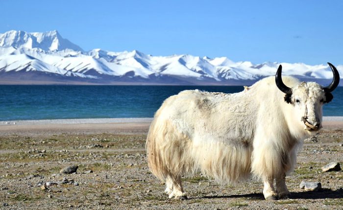 gangtok holiday packages