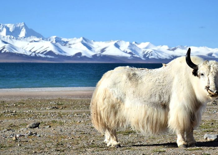 gangtok holiday packages