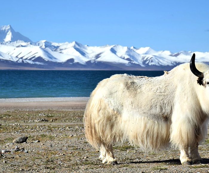 gangtok holiday packages